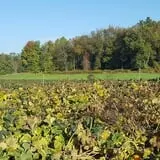 Catalpa Grove Farm photo
