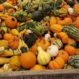 Catalpa Grove Farm photo
