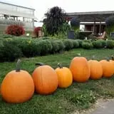 Catalpa Grove Farm photo
