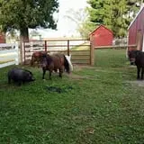 Catalpa Grove Farm photo