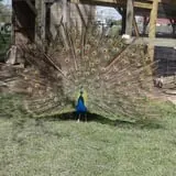 Big Joel Safari Petting Zoo & Educational Park photo