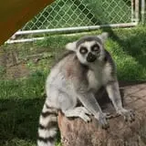 Big Joel Safari Petting Zoo & Educational Park photo