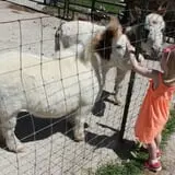 Big Joel Safari Petting Zoo & Educational Park photo