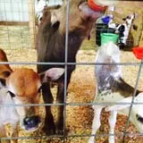 Big Joel Safari Petting Zoo & Educational Park photo