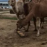 Big Joel Safari Petting Zoo & Educational Park photo