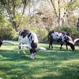 Big Joel Safari Petting Zoo & Educational Park photo