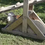 Big Joel Safari Petting Zoo & Educational Park photo