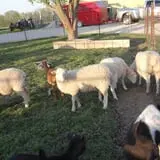 Big Joel Safari Petting Zoo & Educational Park photo
