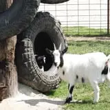 Big Joel Safari Petting Zoo & Educational Park photo