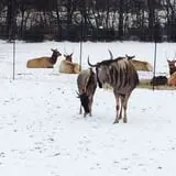 Big Joel Safari Petting Zoo & Educational Park photo