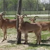 Big Joel Safari Petting Zoo & Educational Park photo