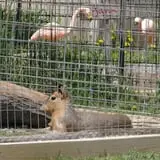 Big Joel Safari Petting Zoo & Educational Park photo