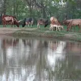 Big Joel Safari Petting Zoo & Educational Park photo