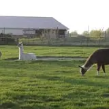 Big Joel Safari Petting Zoo & Educational Park photo