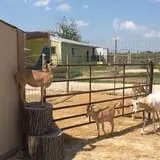 Big Joel Safari Petting Zoo & Educational Park photo
