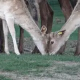 Big Joel Safari Petting Zoo & Educational Park photo