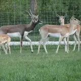 Big Joel Safari Petting Zoo & Educational Park photo
