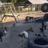 Big Joel Safari Petting Zoo & Educational Park photo