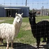Big Joel Safari Petting Zoo & Educational Park photo