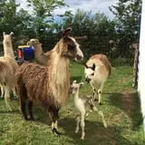 Big Joel Safari Petting Zoo & Educational Park photo