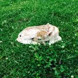 Big Joel Safari Petting Zoo & Educational Park photo