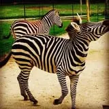 Big Joel Safari Petting Zoo & Educational Park photo
