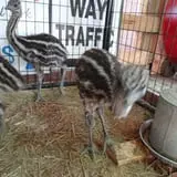 Big Joel Safari Petting Zoo & Educational Park photo