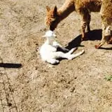 Big Joel Safari Petting Zoo & Educational Park photo