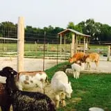 Big Joel Safari Petting Zoo & Educational Park photo