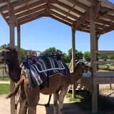 Big Joel Safari Petting Zoo & Educational Park photo