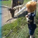 Big Joel Safari Petting Zoo & Educational Park photo