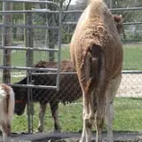 Big Joel Safari Petting Zoo & Educational Park photo