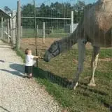 Big Joel Safari Petting Zoo & Educational Park photo
