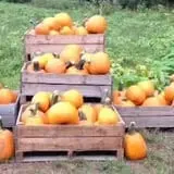 Red Apple Barn & Pumpkin Patch photo