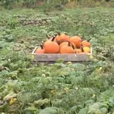 Red Apple Barn & Pumpkin Patch photo