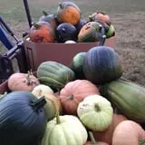 Red Apple Barn & Pumpkin Patch photo