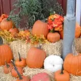 Red Apple Barn & Pumpkin Patch photo