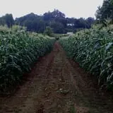 Red Apple Barn & Pumpkin Patch photo