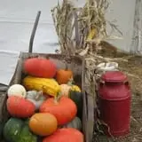 Knapton's Raspberries, Pumpkins & Orchard photo