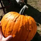 Knapton's Raspberries, Pumpkins & Orchard photo