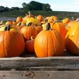 Knapton's Raspberries, Pumpkins & Orchard photo