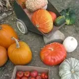 Knapton's Raspberries, Pumpkins & Orchard photo