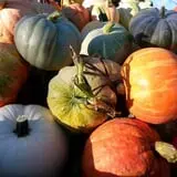 Knapton's Raspberries, Pumpkins & Orchard photo