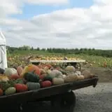 Knapton's Raspberries, Pumpkins & Orchard photo
