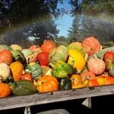 Knapton's Raspberries, Pumpkins & Orchard photo