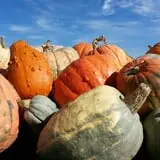 Knapton's Raspberries, Pumpkins & Orchard photo