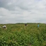 Knapton's Raspberries, Pumpkins & Orchard photo