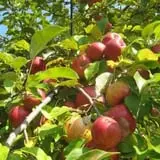Knapton's Raspberries, Pumpkins & Orchard photo