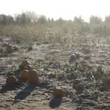 Knapton's Raspberries, Pumpkins & Orchard photo