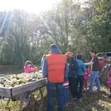 Knapton's Raspberries, Pumpkins & Orchard photo